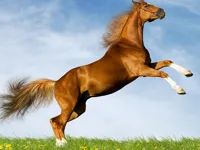 Horse Slide image